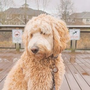 Meet your Posher, Neelam